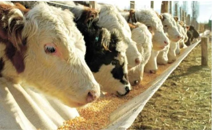 Los feedlots apuntan a sacar animales más pesados al mercado
