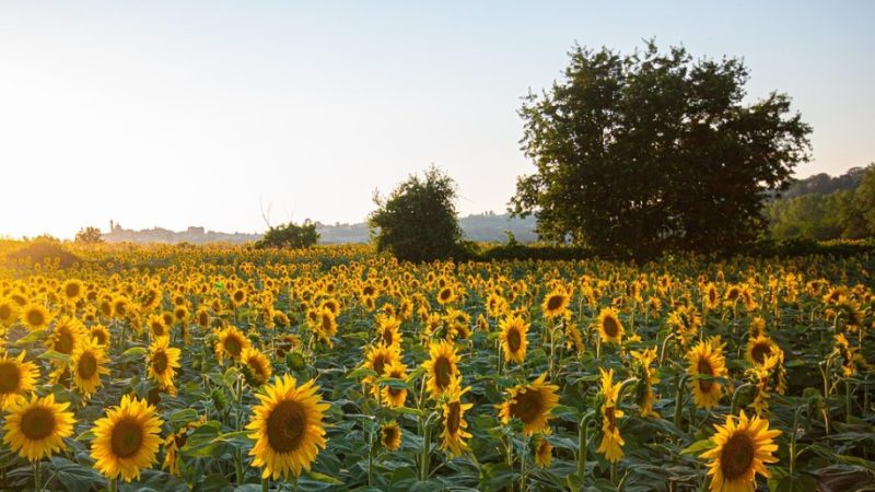 El girasol argentino alcanzó una cosecha récord y fortalece su aporte a la economía