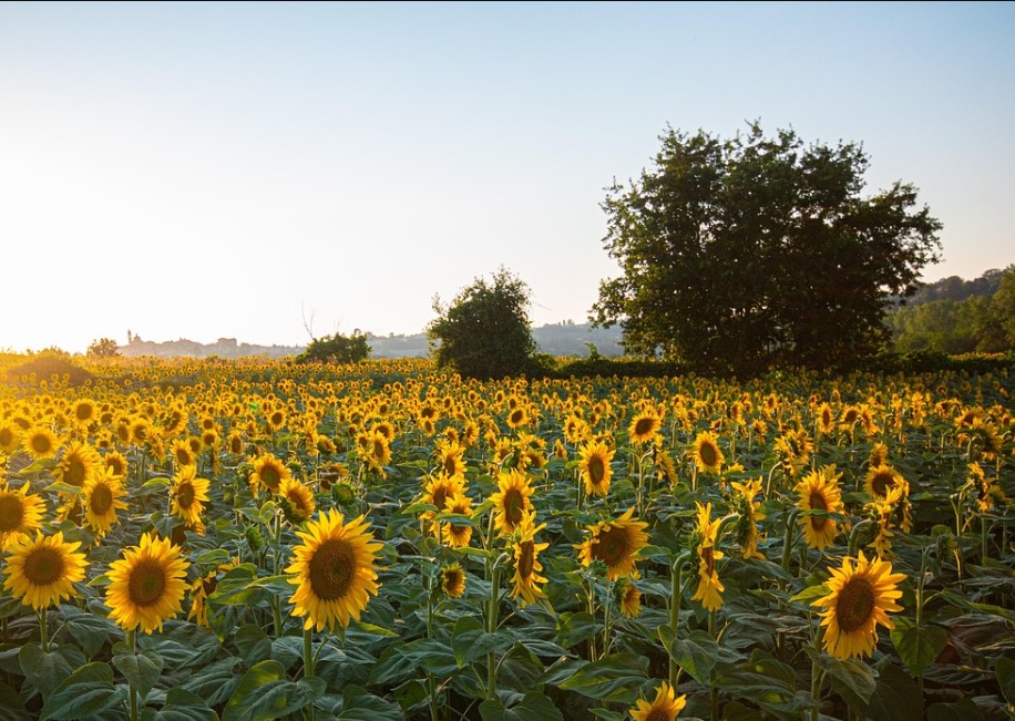 El girasol argentino alcanzó una cosecha récord y fortalece su aporte a la economía