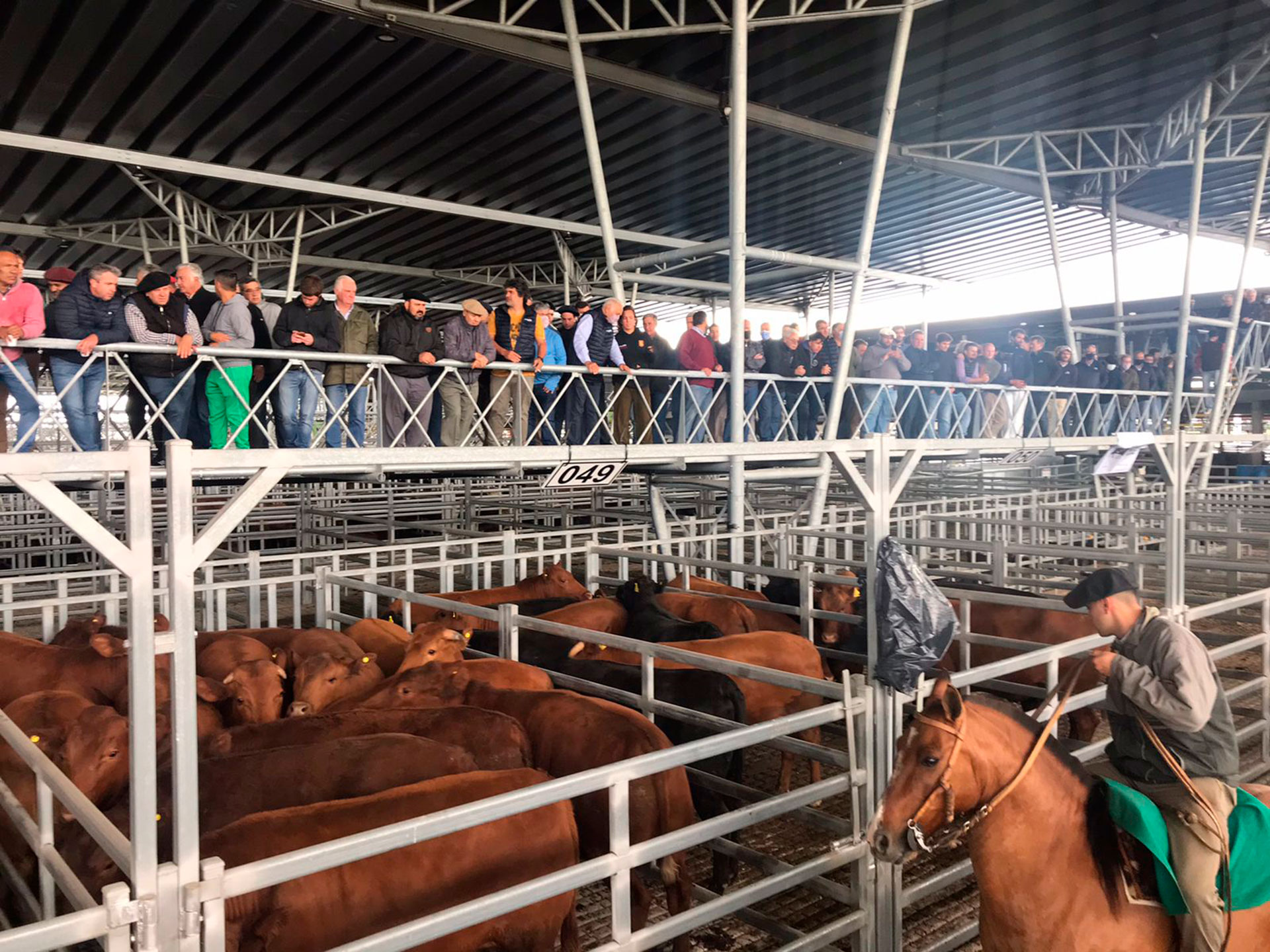 Mercado Agroganadero de Cañuelas: balance semanal y precios del viernes 29 de mayo de 2026