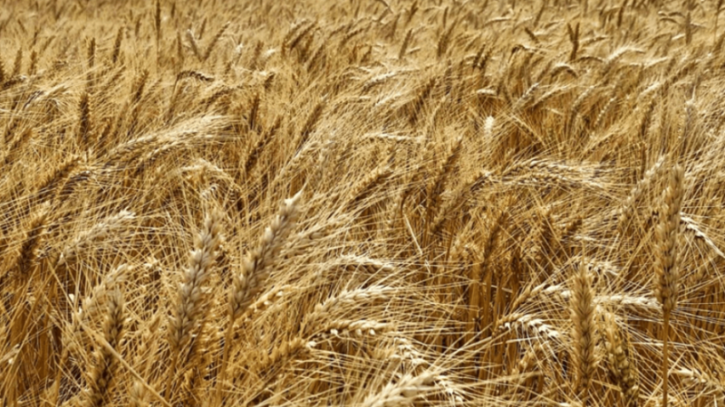 Expectativa en el agro por las retenciones: continúan beneficios para trigo y cebada, pero crece la incertidumbre en soja y maíz