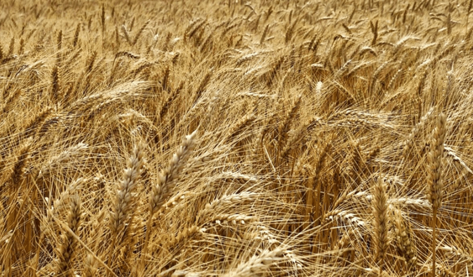 Expectativa en el agro por las retenciones: continúan beneficios para trigo y cebada, pero crece la incertidumbre en soja y maíz