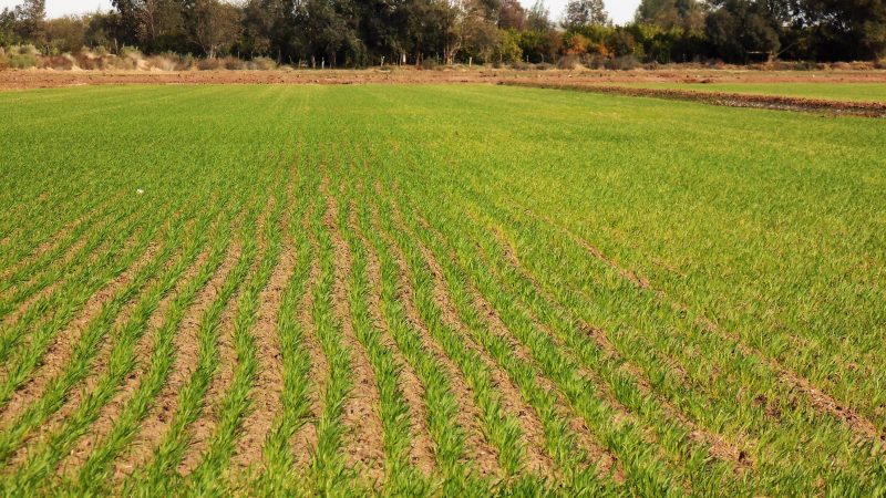 Fertilizantes y energía: el conflicto en Medio Oriente vuelve a golpear los costos del campo