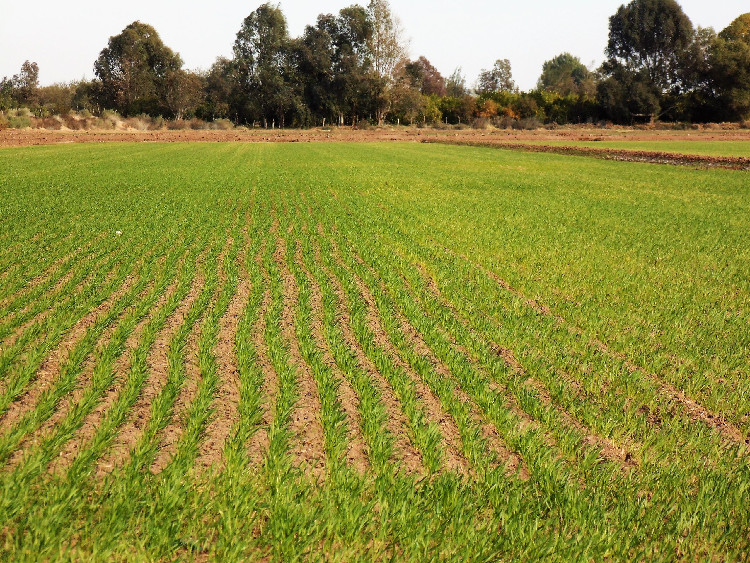 Fertilizantes y energía: el conflicto en Medio Oriente vuelve a golpear los costos del campo