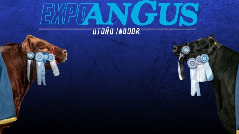 La Expo Angus de Otoño 2026 llega a Palermo con más de mil reproductores