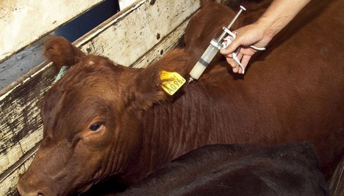 SENASA MODIFICA LAS EXCEPCIONES PARA EL TRASLADO DE HACIENDA SIN VACUNAR CONTRA LA AFTOSA