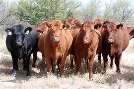 Récord histórico en la ganadería: el peso promedio de faena alcanzó su nivel más alto en más de 30 años