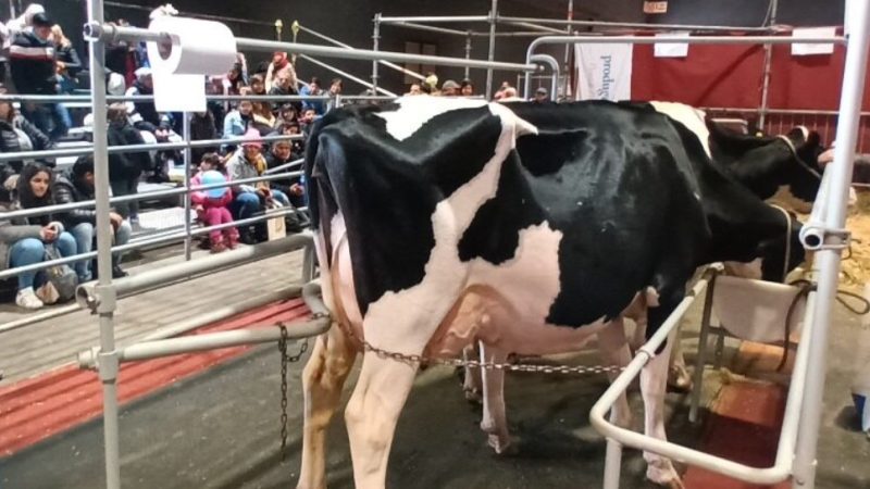 La lechería vuelve a quedar fuera de la pista central de Palermo y reafirma su protagonismo en el interior