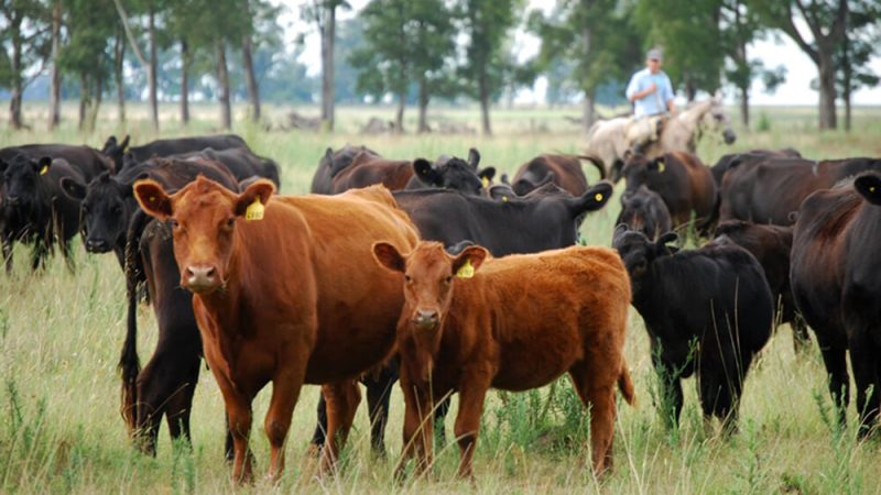 La retención de hembras reduce la faena, pero el sector ganadero mantiene señales de alerta