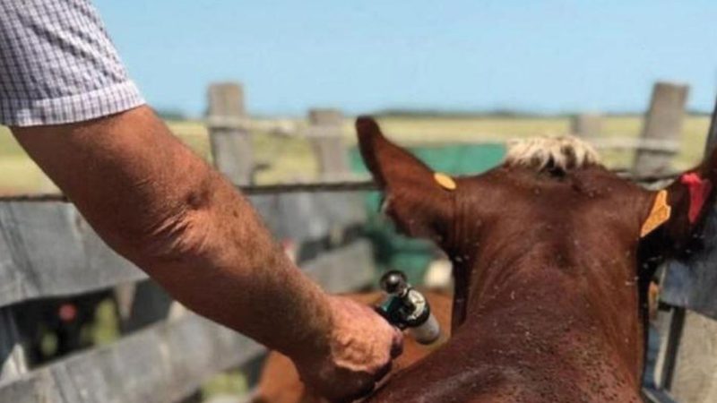 Senasa simplifica la importación de vacunas bovinas y agiliza autorizaciones