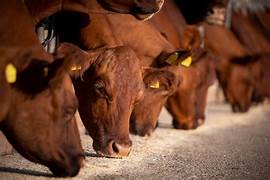 La ganadería gana kilos: el peso de faena alcanzó en mayo el nivel más alto de las últimas décadas