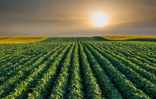 Las exportaciones agroindustriales superaron los US$ 21.900 millones y consolidan la recuperación del sector