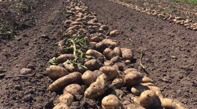 La producción de papa muestra signos de recuperación tras un difícil 2025