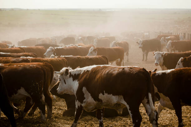 Feedlots con alta ocupación, menor reposición y señales de enfriamiento en el mercado ganadero