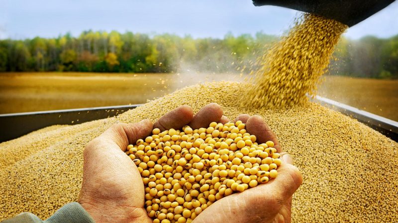 La cosecha de soja cerró con más de 50 millones de toneladas y rindes por encima del promedio