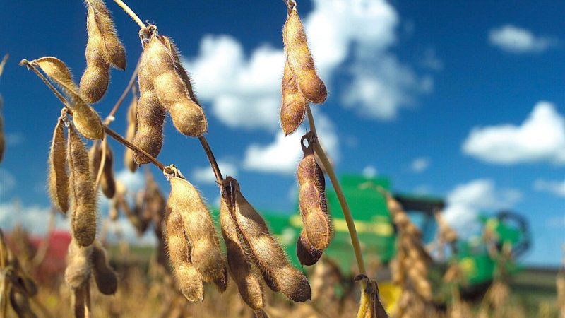 La soja cerró una campaña con menos superficie, pero rindes que impulsaron una producción récord en la región de Bahía Blanca
