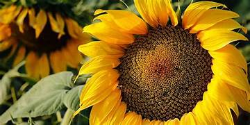 l girasol se encamina a una cosecha mundial récord, mientras Argentina fortalece sus exportaciones