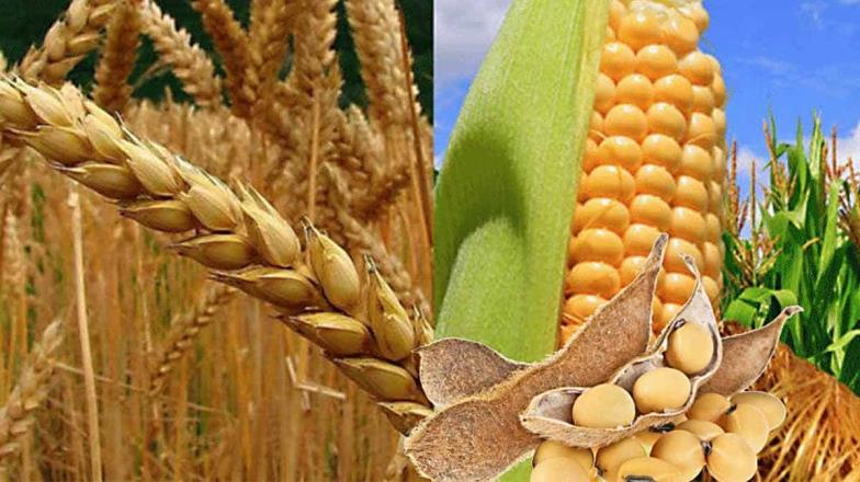 Mejora la relación insumo-producto para trigo y maíz tras el repunte de los cereales