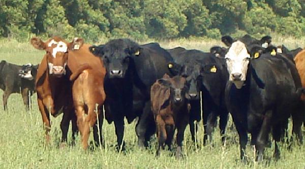 Ganadería: cae la faena de hembras y aparecen señales de recuperación del rodeo bovino