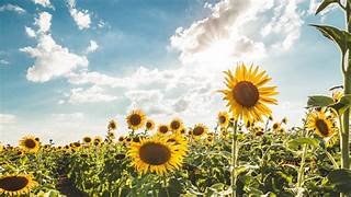 Girasol 2026/27: proyectan una nueva expansión y el cultivo vuelve a perfilarse como una de las grandes apuestas del campo