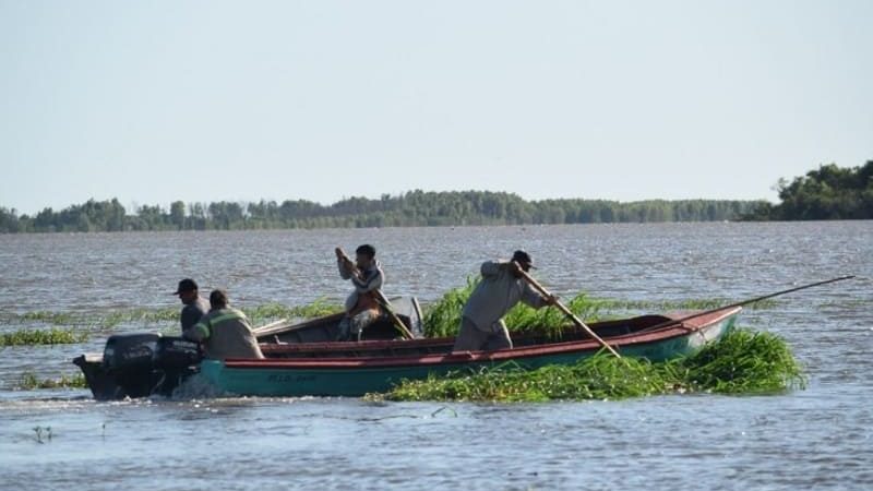 Paraná estable: alivio para la ganadería de islas, aunque continúa el monitoreo