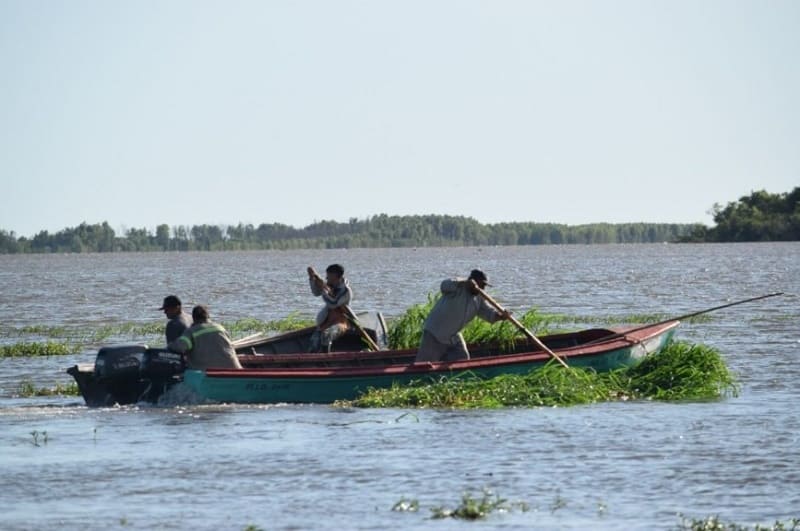 Paraná estable: alivio para la ganadería de islas, aunque continúa el monitoreo