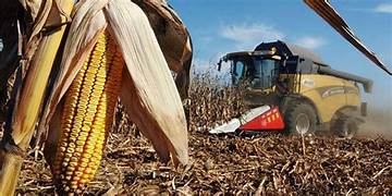 La cosecha de maíz avanza con demoras por la humedad, pero se mantiene la proyección de una producción récord