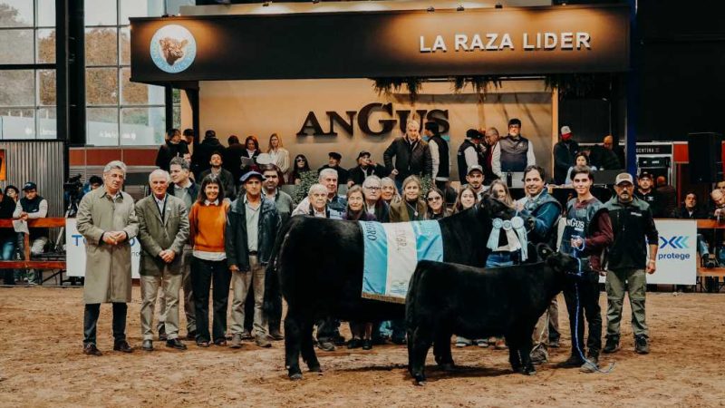 Angus llega a Palermo con 500 animales y una intensa agenda ganadera