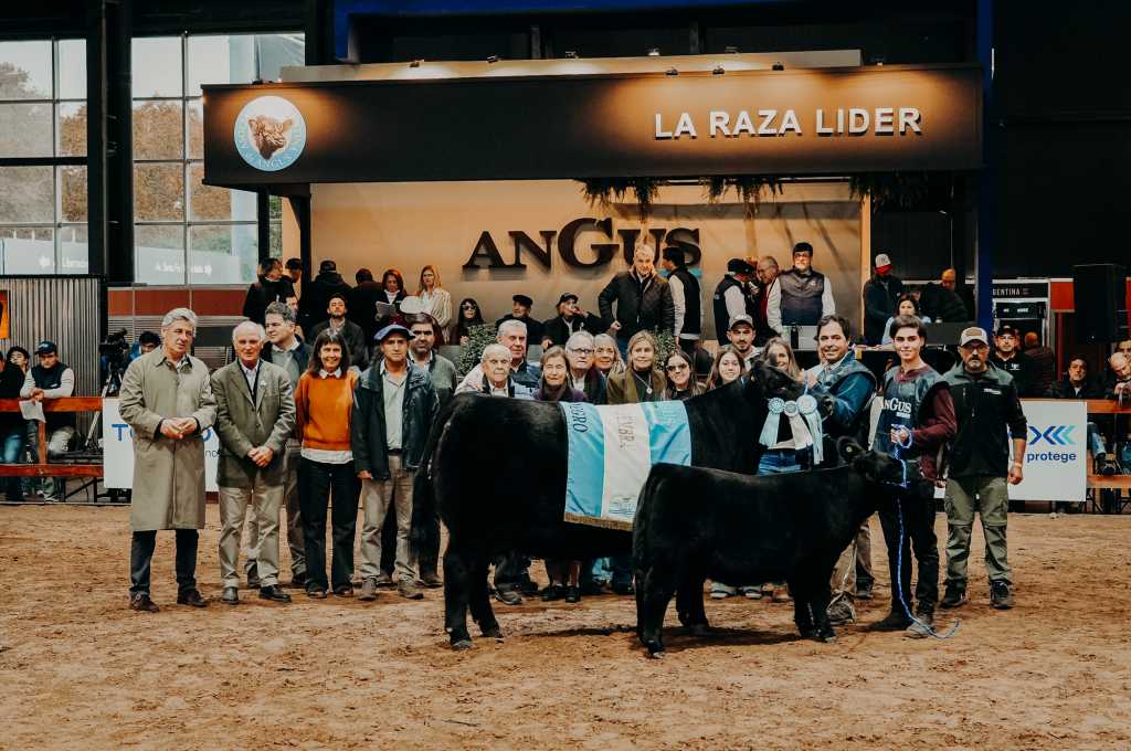 Angus llega a Palermo con 500 animales y una intensa agenda ganadera