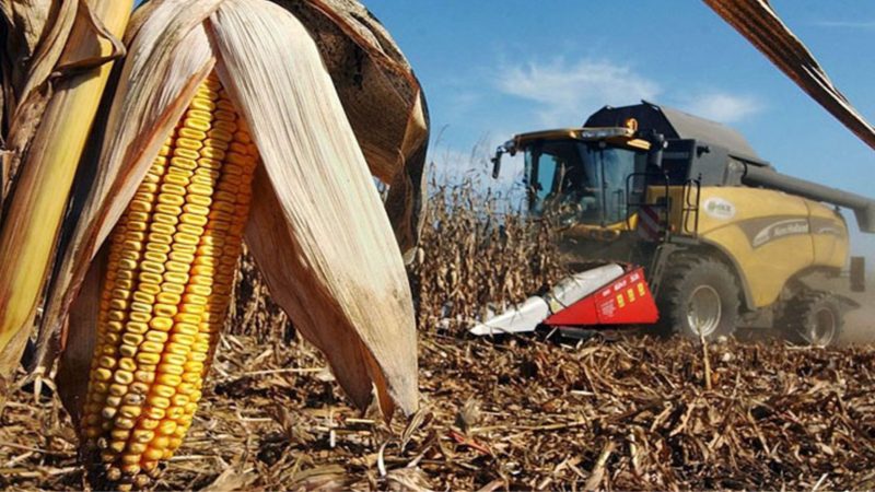 Maíz: buenos rindes, pero la humedad demora la cosecha