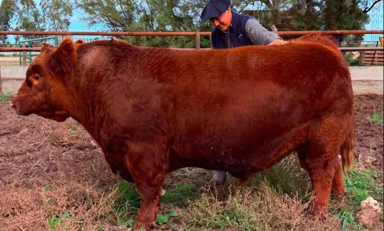 Santa Rosa vendió en 300 millones de pesos el 50% de “Álvaro”: un récord para la ganadería argentina
