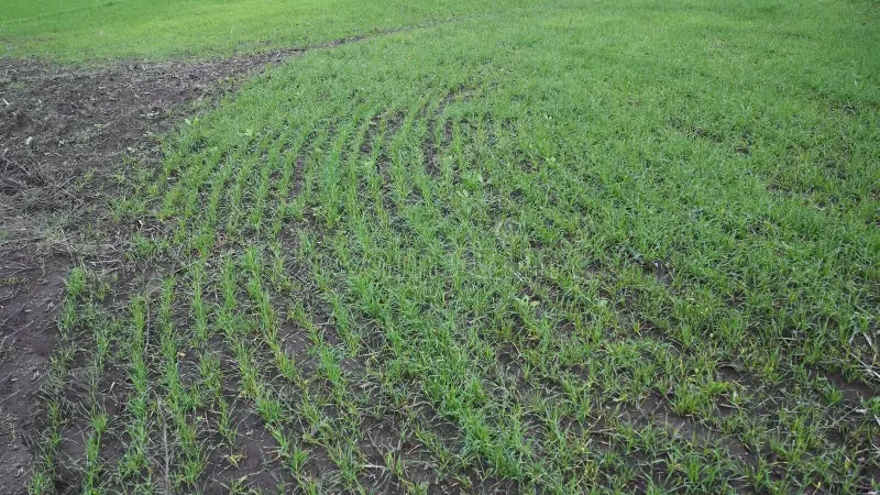 La siembra de trigo entra en su etapa final, aunque el exceso de humedad retrasa las últimas labores