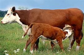 Ternera H: Hereford impulsa la identificación de futuras madres