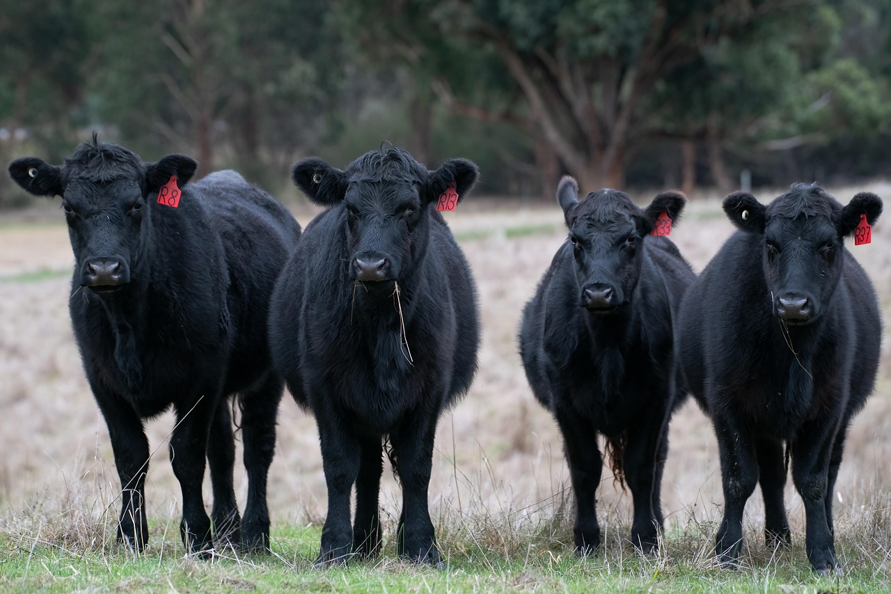 Cañuelas se prepara para mostrar la genética que impulsa a la carne argentina