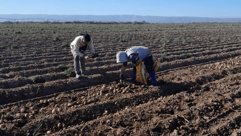 La informalidad laboral preocupa al agro: advierten que algunos beneficios desalientan el empleo registrado