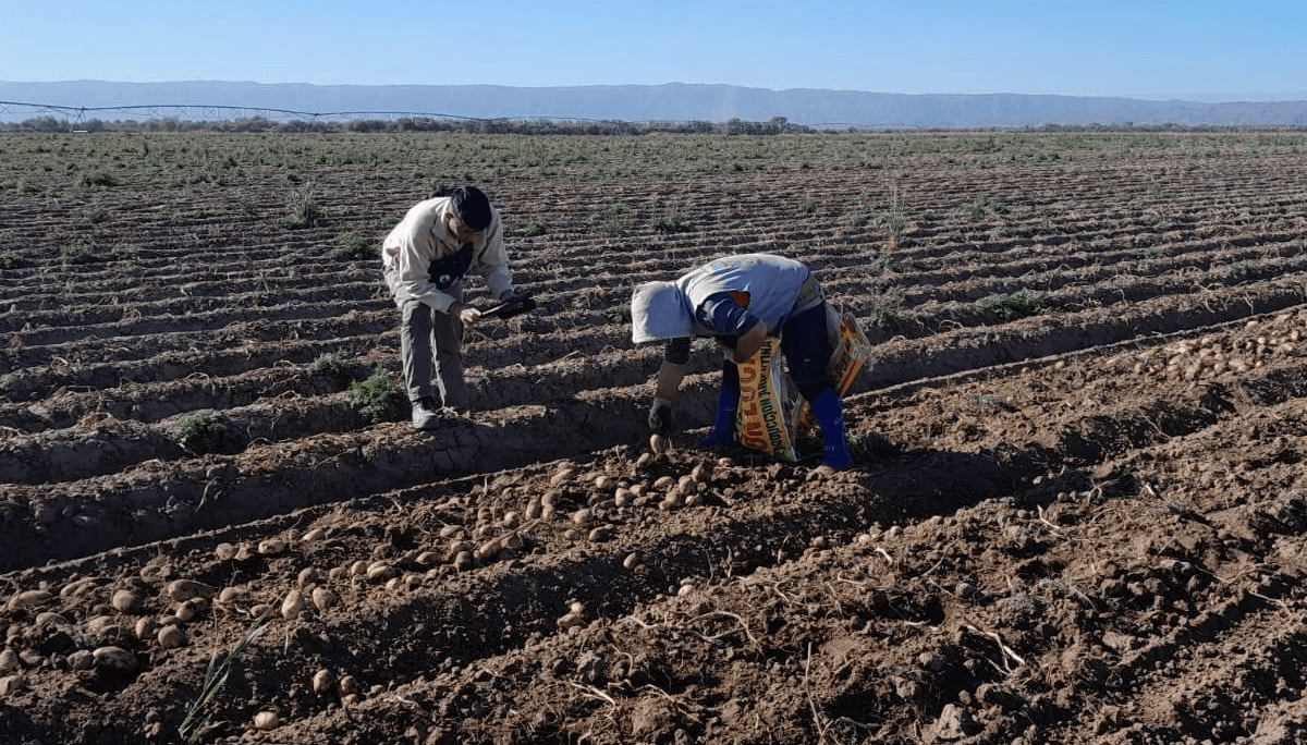 La informalidad laboral preocupa al agro: advierten que algunos beneficios desalientan el empleo registrado