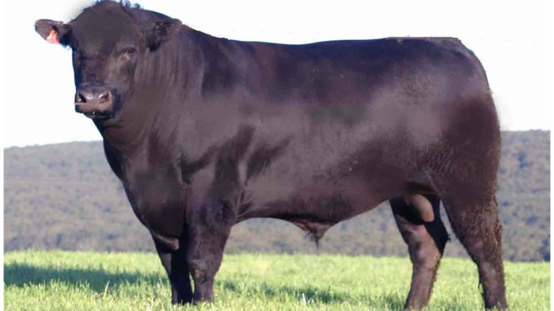Angus prepara en Cañuelas una nueva muestra que pone a la genética en el centro de la cadena de carne