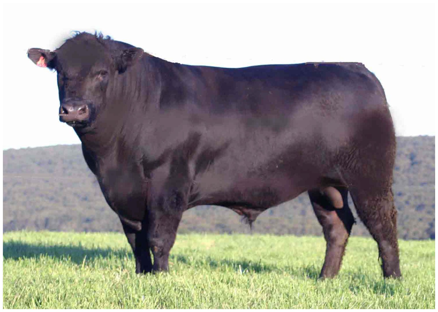Angus prepara en Cañuelas una nueva muestra que pone a la genética en el centro de la cadena de carne