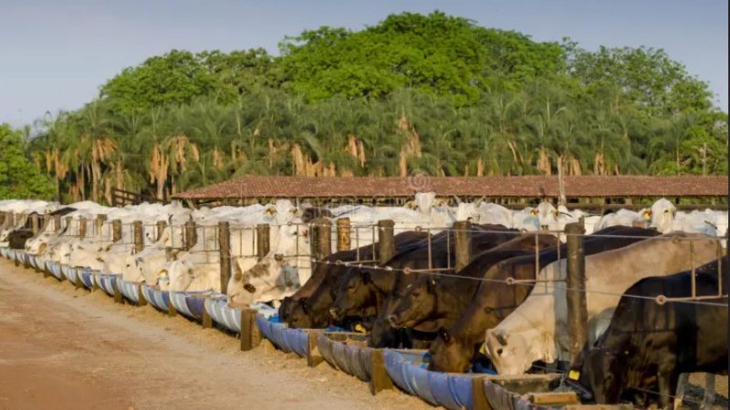 Feedlots bajo presión: el precio del gordo no alcanza para sostener el valor de la invernada