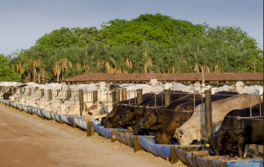 Feedlots bajo presión: el precio del gordo no alcanza para sostener el valor de la invernada