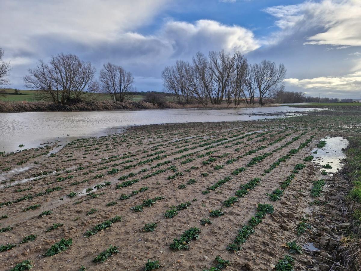 Necochea: declaran la emergencia agropecuaria por inundaciones