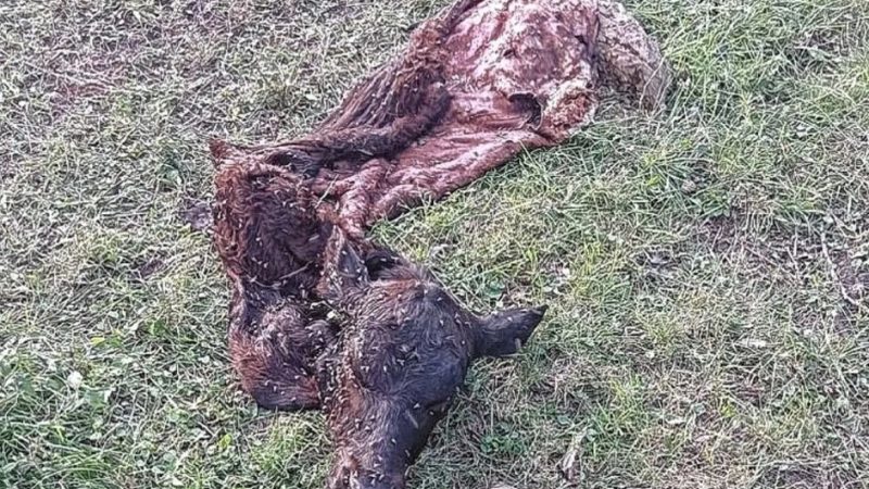 El campo vuelve a estar en alerta: abigeato, robos y violencia rural