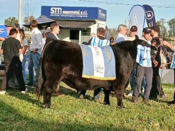 Angus: Don Cholo se quedó con el Gran Campeón de la Semana Angus de Primavera