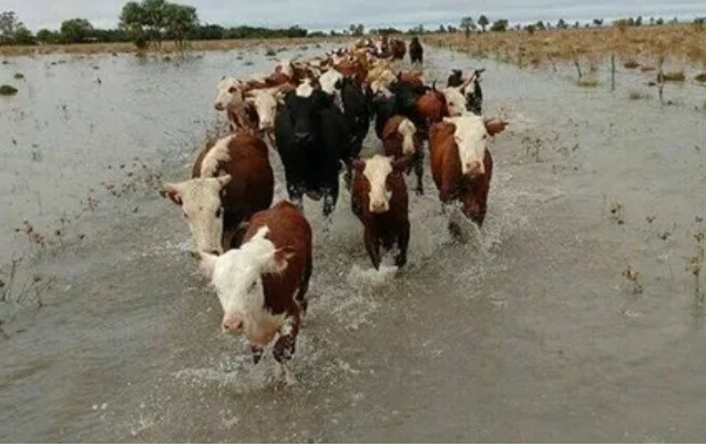 Lluvias, nubosidad y crecidas de los ríos complican la actividad agropecuaria