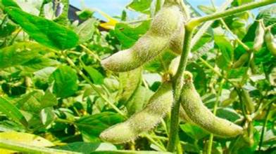 Argentina autorizó una nueva soja transgénica resistente a múltiples herbicidas