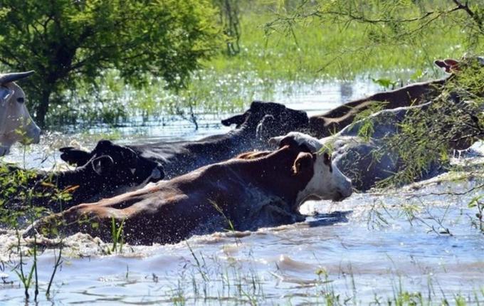 La crecida del Paraná dispara los costos de evacuación de la hacienda