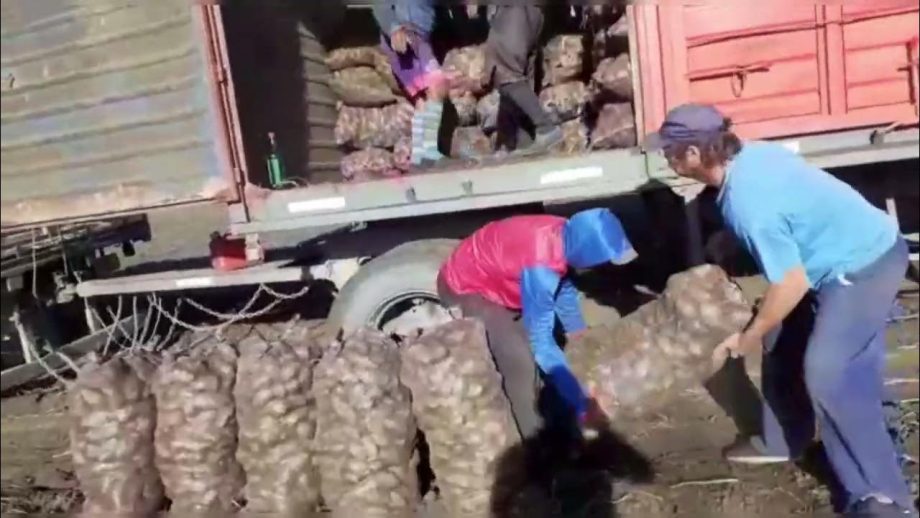 Alagro, la plataforma que busca transformar la comercialización de papa y reducir los riesgos para los productores