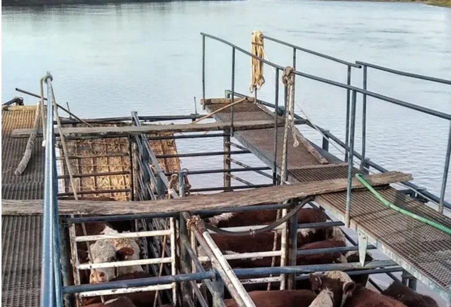 Santa Fé redujo más del 70% el ganado expuesto a la crecida del Paraná.