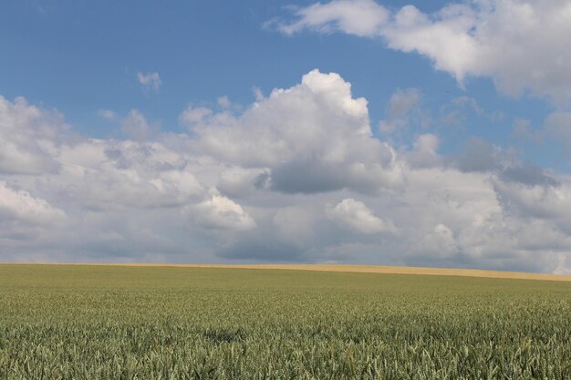 La falta de radiación solar genera preocupación por el rendimiento del trigo en el sudeste bonaerense